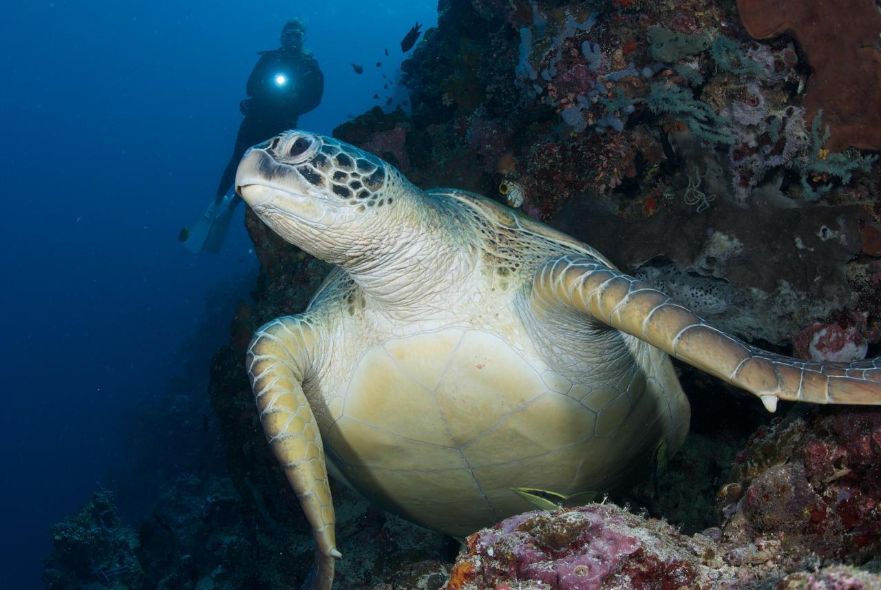 Murex Dive Resort Манадо Экстерьер фото
